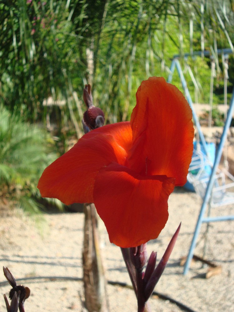 Canna Indica roja C-20