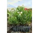 Adelfa. Nerium oleander. BF-40 (20/30)