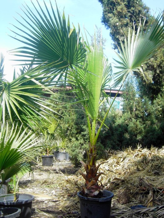 Washingtonia Robusta C-30