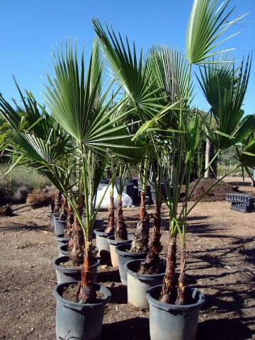 Washingtonia Robusta C-30 2