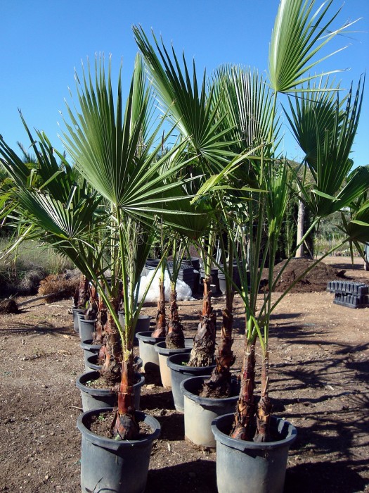 Washingtonia Robusta C-30