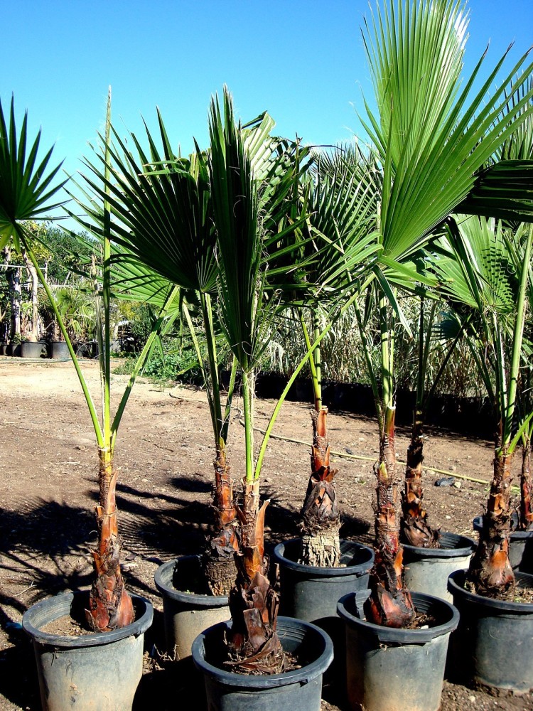 Washingtonia Robusta C-30