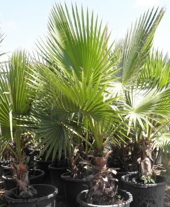 Washingtonia Robusta C-35