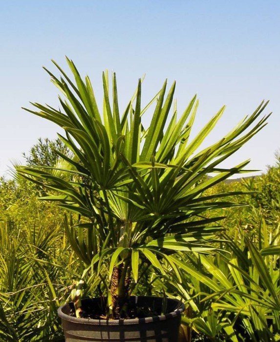 Chamaerops Humilis C-20