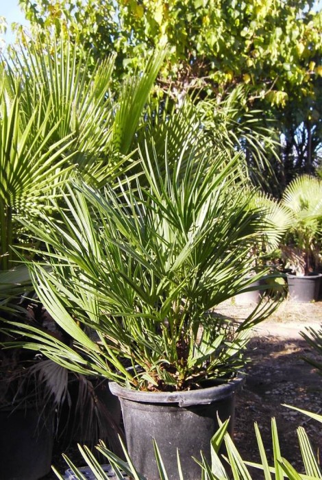 Chamaerops Humilis C-30