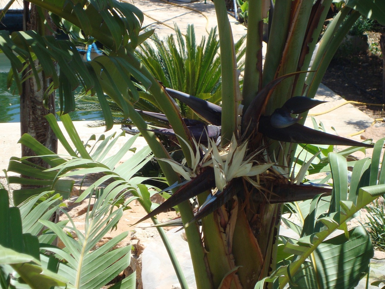 Strelitzia Nicolai C-30