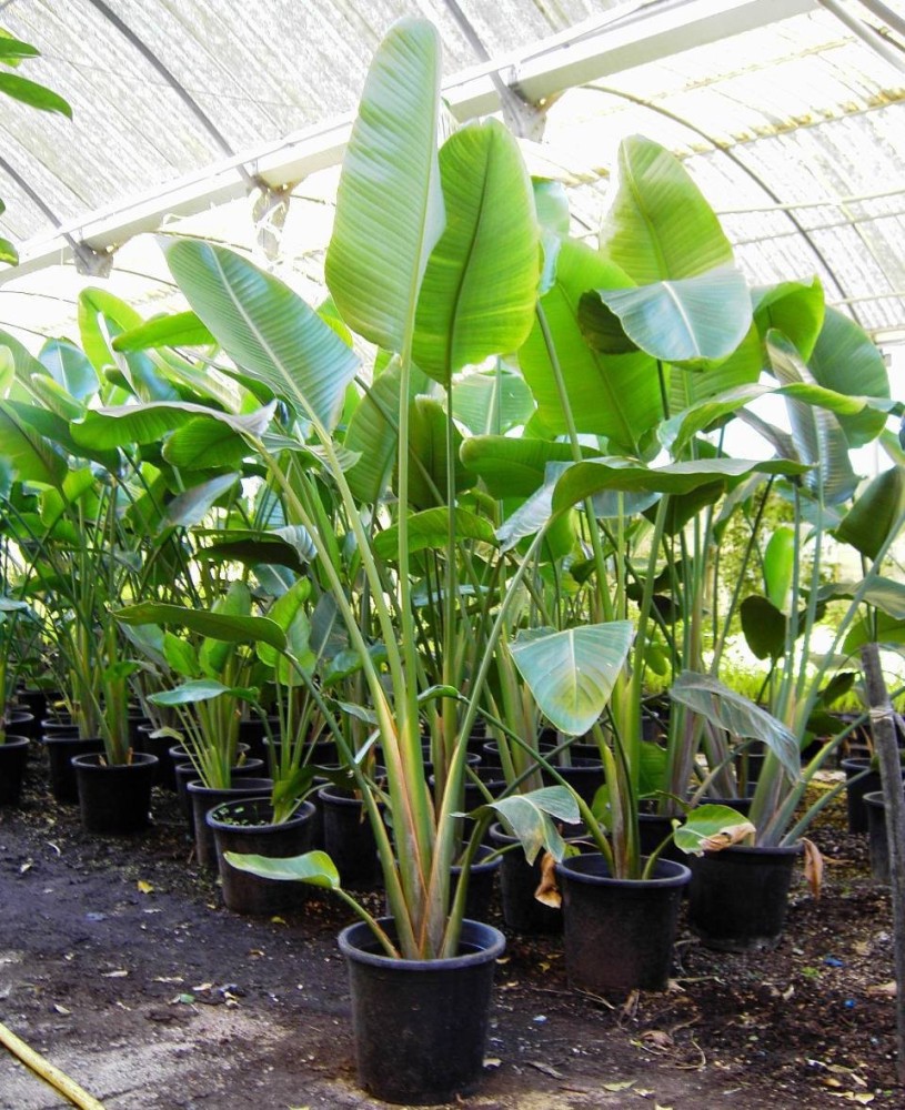 Strelitzia Nicolai C-30