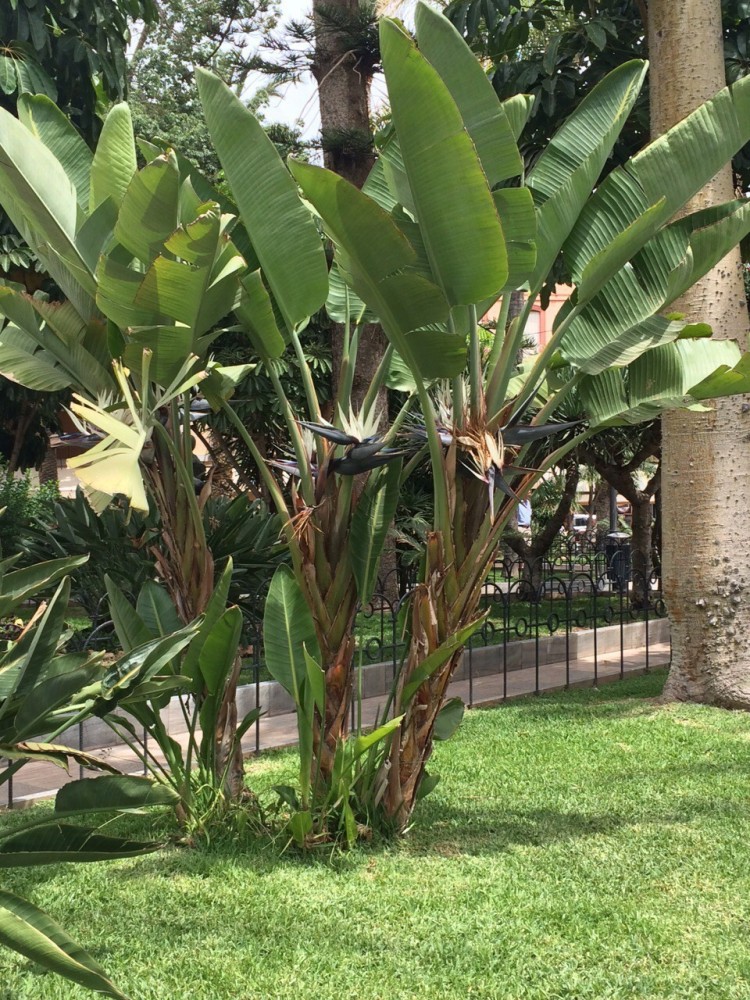 Strelitzia Nicolai C-30