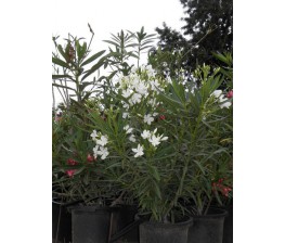 Adelfa.Nerium oleander. C-35 (150/170)
