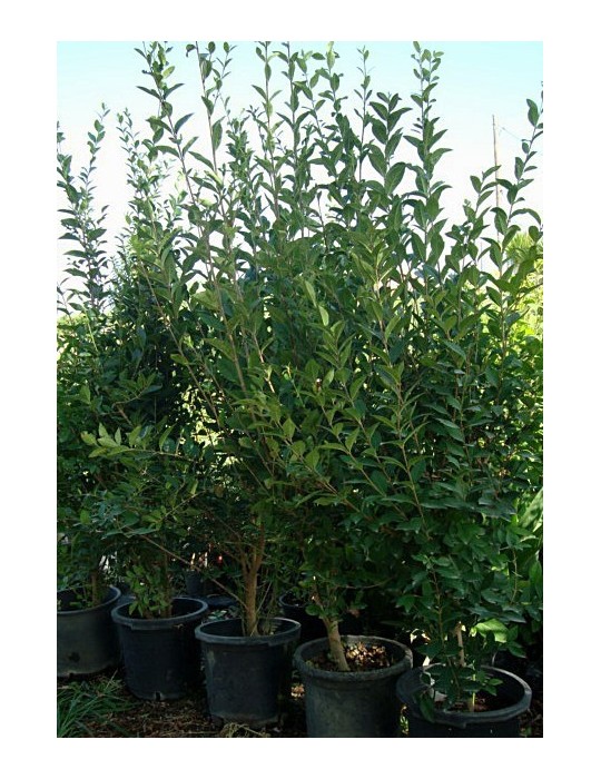 Aligustre C-30 (L. Ovalifolium)