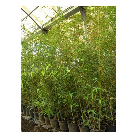 Bambú amarillo C-25