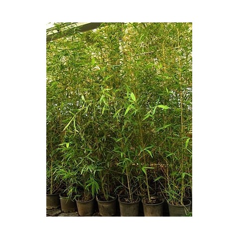 Bambú amarillo C-25 2