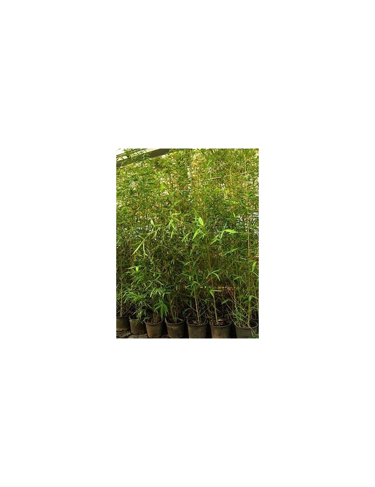 Bambú amarillo C-25