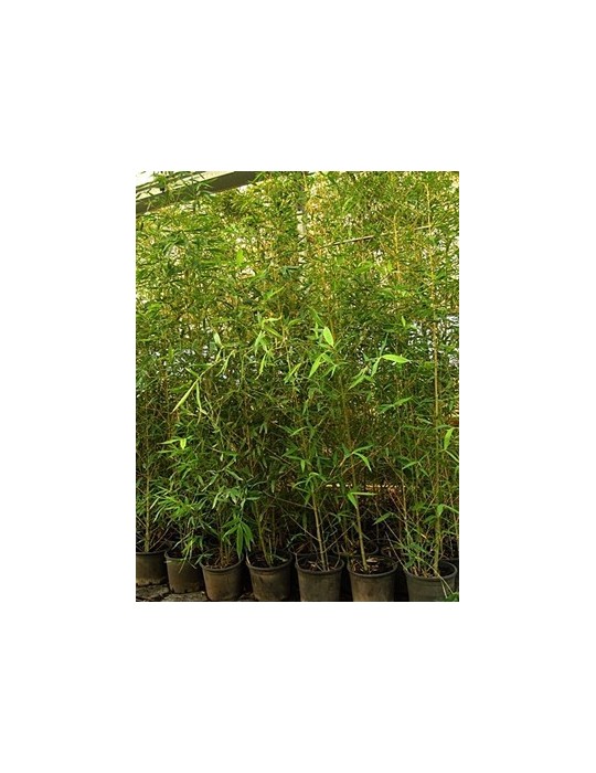 Bambú amarillo C-25