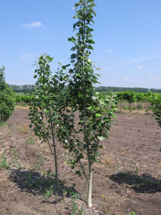 Chopo Simoni  6-8 cms. raiz.