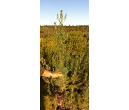 Pino Halepensis.Pinus halepensis C-14 (80/100)