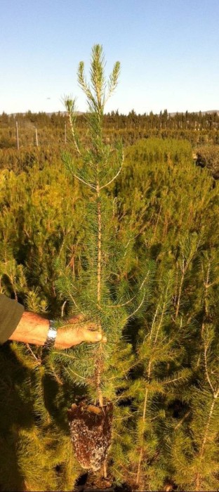 Pino Halepensis C-14