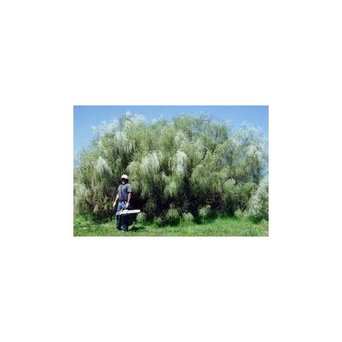 Retama Monosperma.Blanca Bf-40