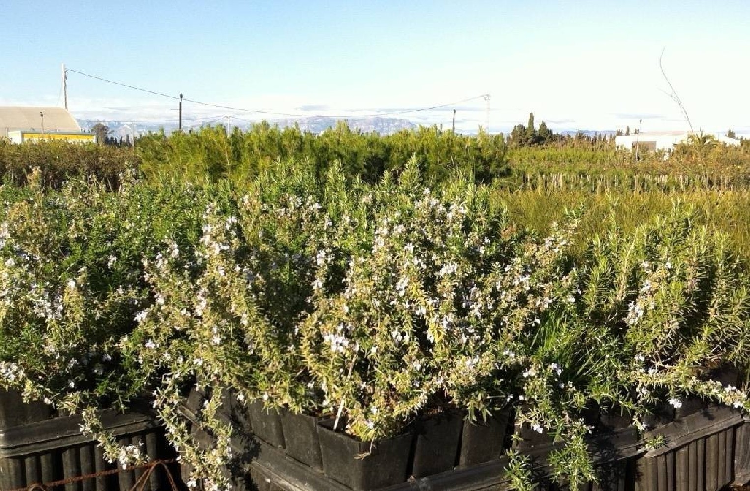 Romero rastrero C-14