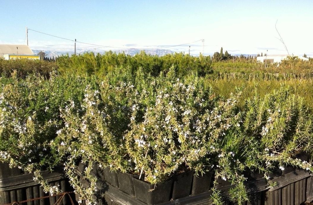 Romero rastrero C-14