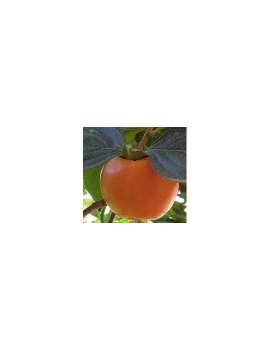 Kaki Rojo Brillante C-25