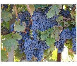 Parra de uva de mesa.Vitis vinifera. C-17