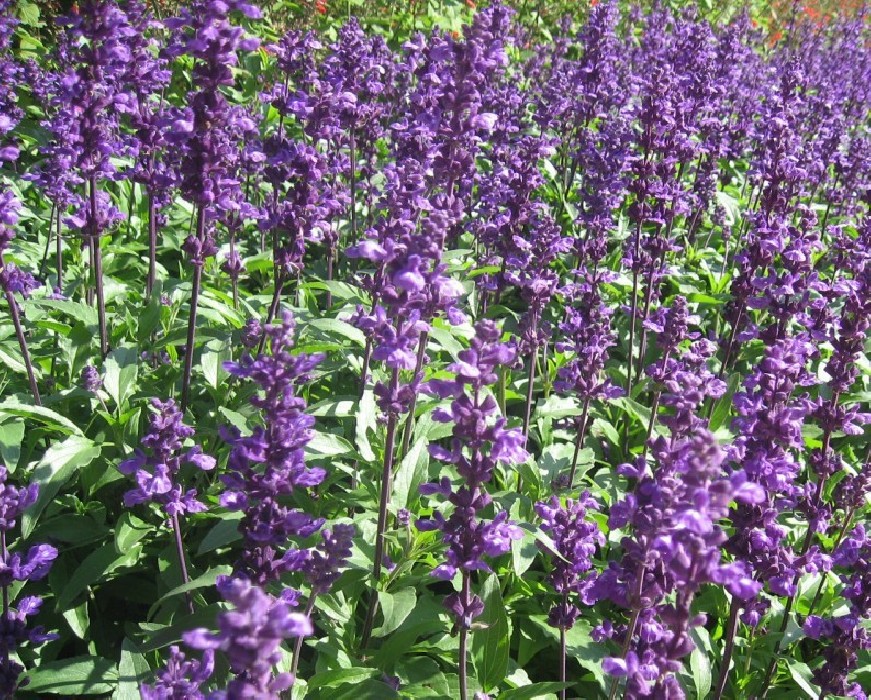 Salvia  Oficinalis Bf-40