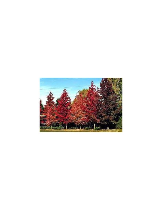 Liquidambar Styraciflua C-20
