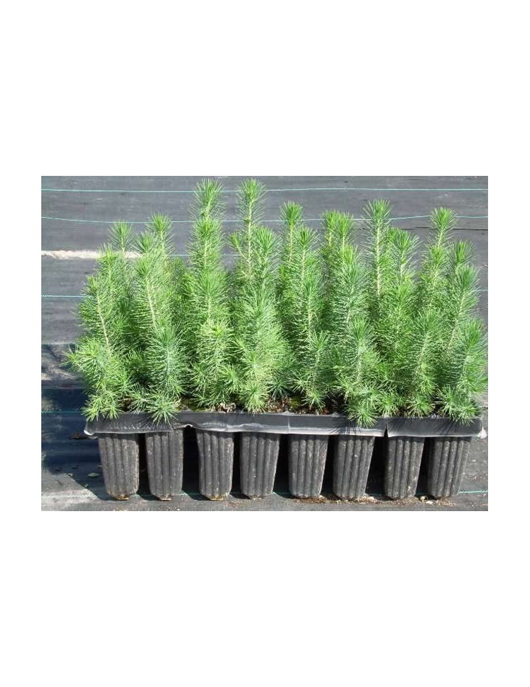 Pino Halepensis Bf-40