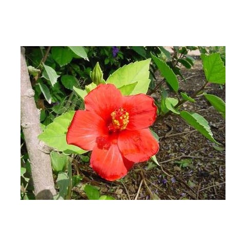 Hibiscus Rosa Chinensis Roja C-17