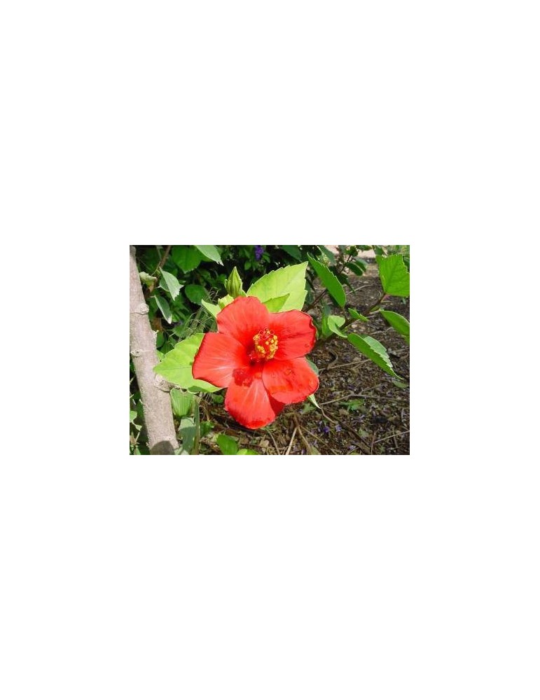 Hibiscus Rosa Chinensis Roja C-17