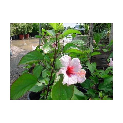 Hibiscus Rosa Chinensis Roja C-17 2