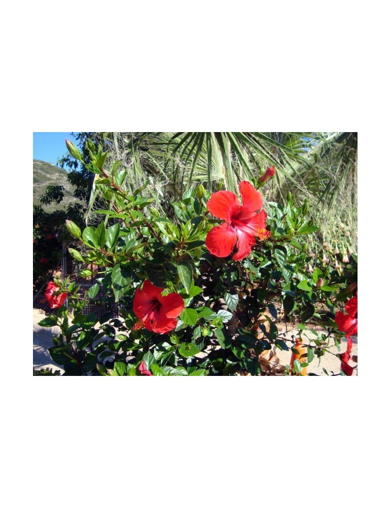 Hibiscus Rosa Chinensis Roja C-17