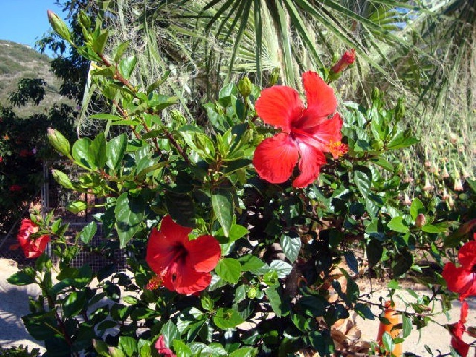 Hibiscus Rosa Chinensis Roja C-17