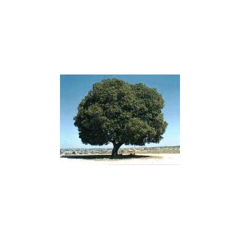 quercus ilex 2