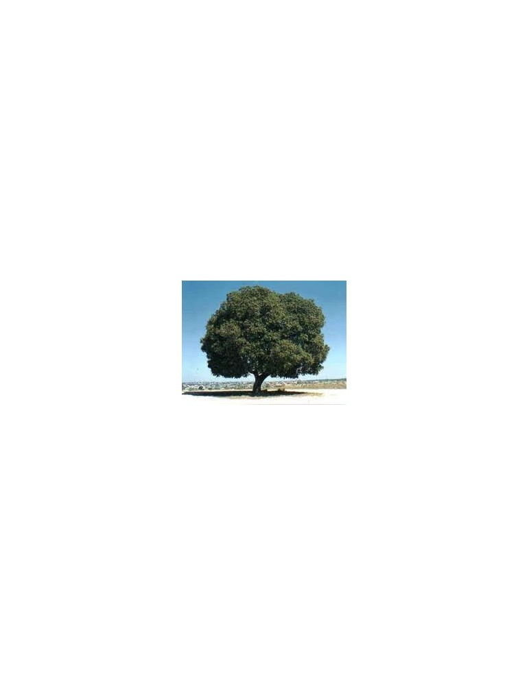 Quercus Ilex Rotundifolia C-25