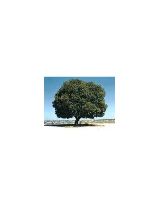 Quercus Ilex Rotundifolia C-25
