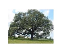 Quercus Ilex "Bellota".Encina.C-20