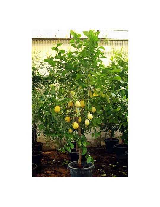 Limonero C-35