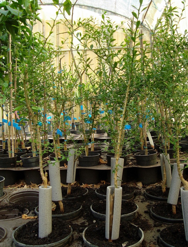 Limonero C. Caviar (Microcitrus Australasica) C-20