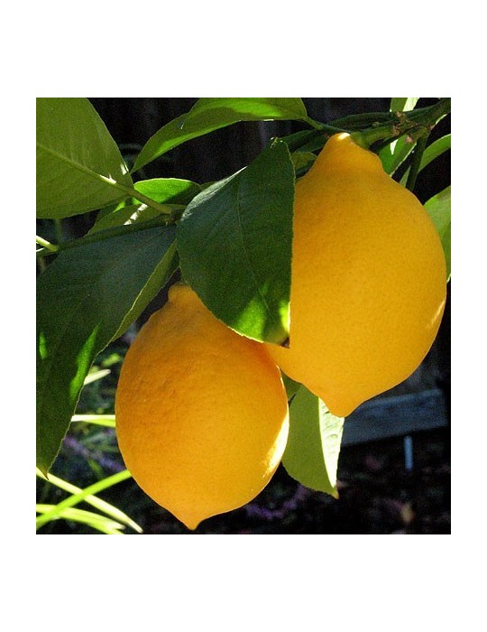 Limonero Meyer C-25