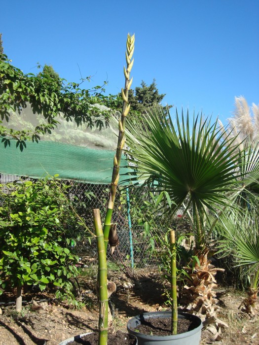 Bambu gigante C-30