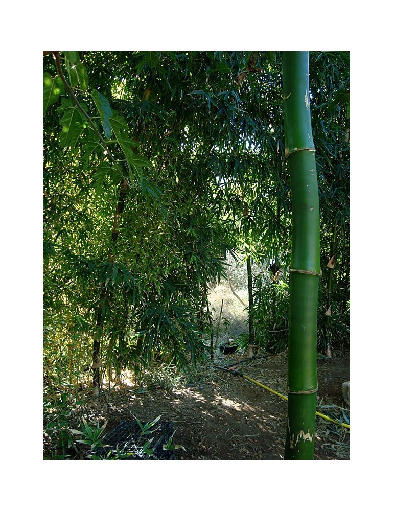 Bambu gigante C-30
