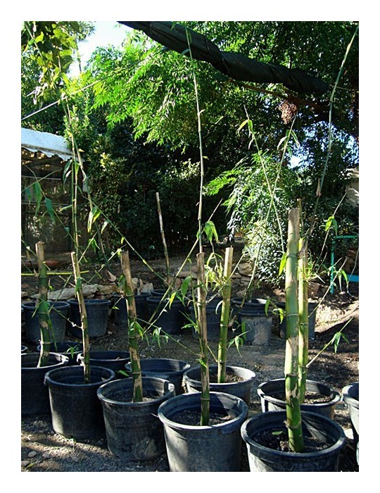 Bambu gigante C-30