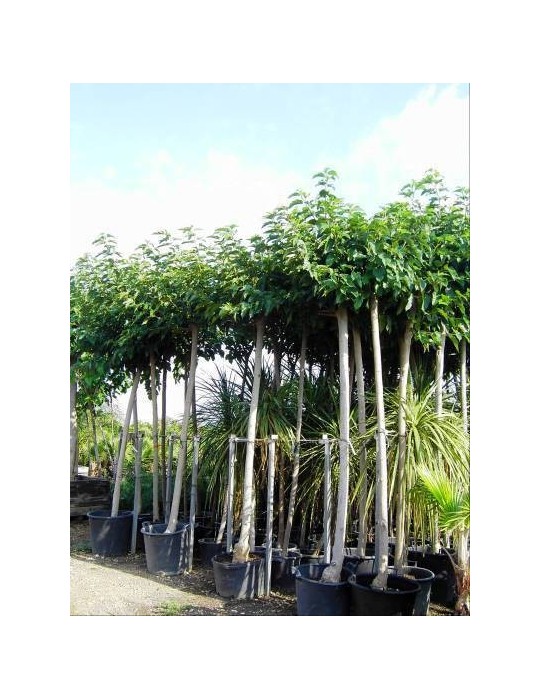 Morera Platanifolia  8-10 cms.