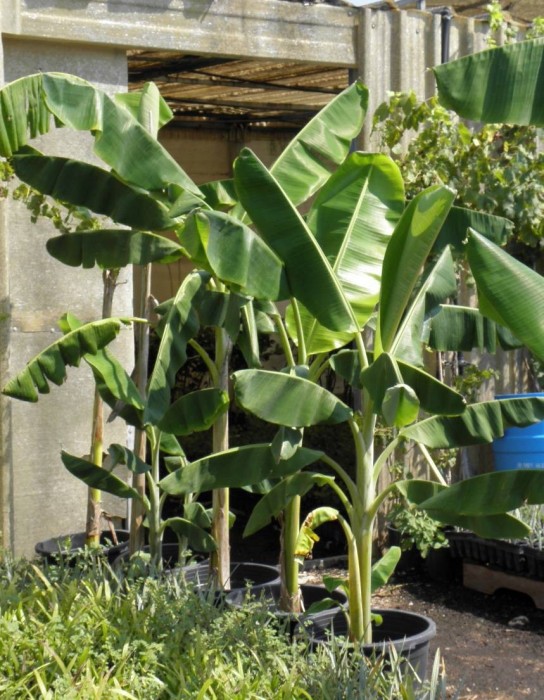 Platanero (Musa Paradisiaca)