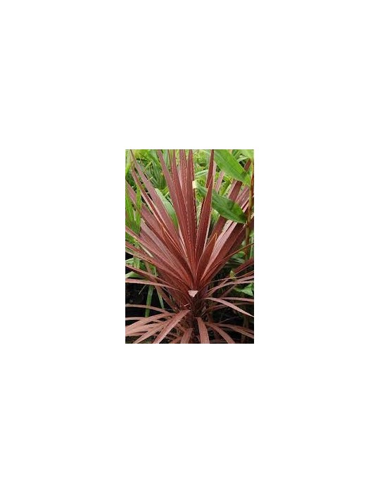 Dracena Australis Purpurea C-17