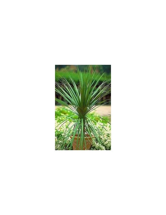 Dracena Indivisa C-17