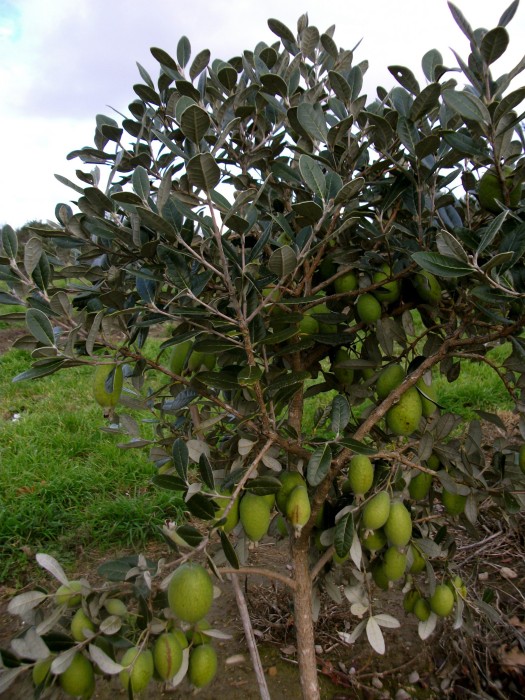 Feijoa Sellowiana C-20 