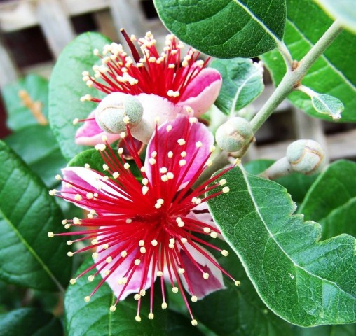 Feijoa Sellowiana C-20  2